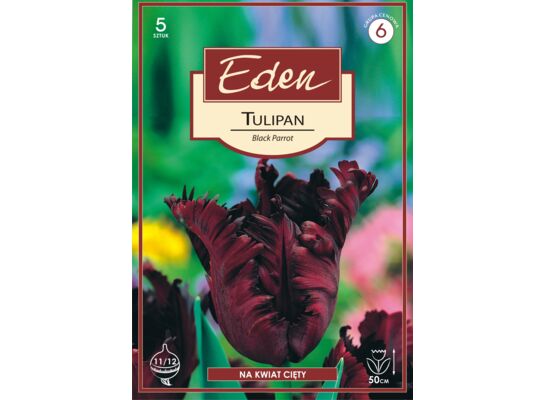 Tulipan papuzi Black Parrot 5 sztuk Eden