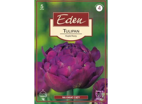 Tulipan Purple Peony 5 sztuk Eden