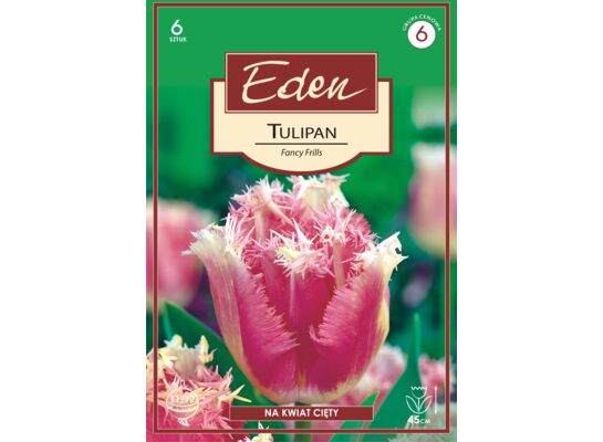 Tulipan strzępiasty Fancy Frills 6 sztuk Eden