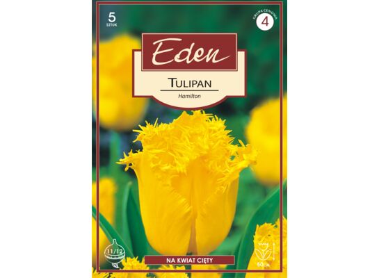 Tulipan strzępiasty Hamilton 5 sztuk Eden