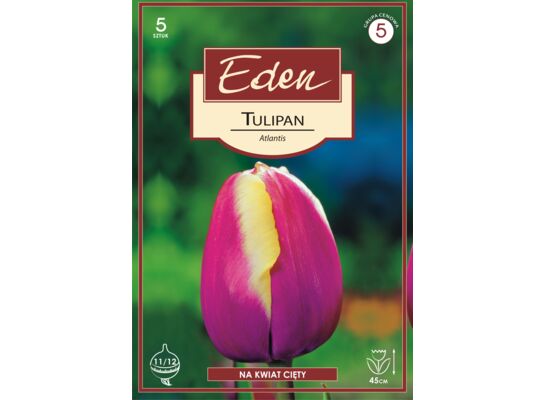 Tulipan triumph Atlantis 5 sztuk Eden