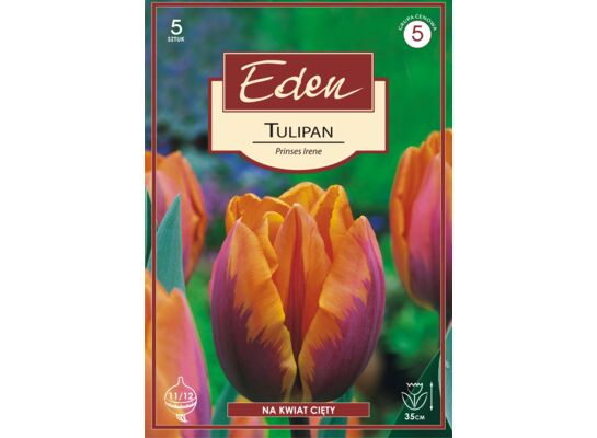 Tulipan triumph Prinses Irene 5 sztuk Eden