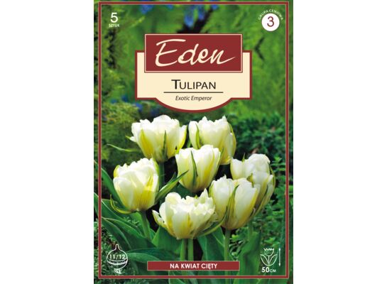 Tulipan zielonokwiatowy Exotic Emperor 5 sztuk Eden