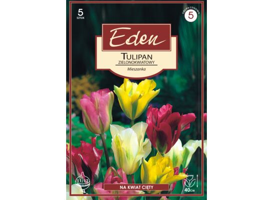 Tulipan zielonokwiatowy mix 5 sztuk Eden