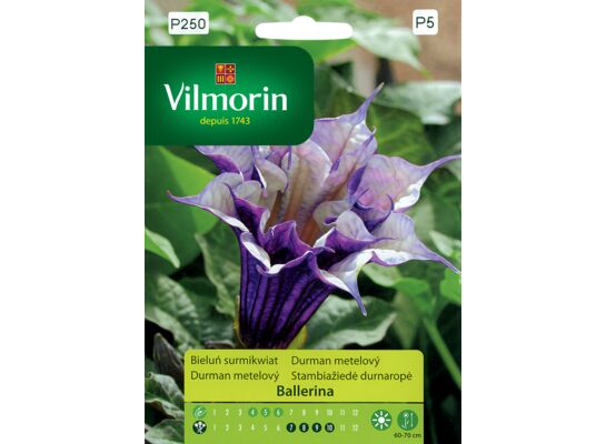 Bieluń Surmikwiat Ballerina 5 z Vilmorin Garden