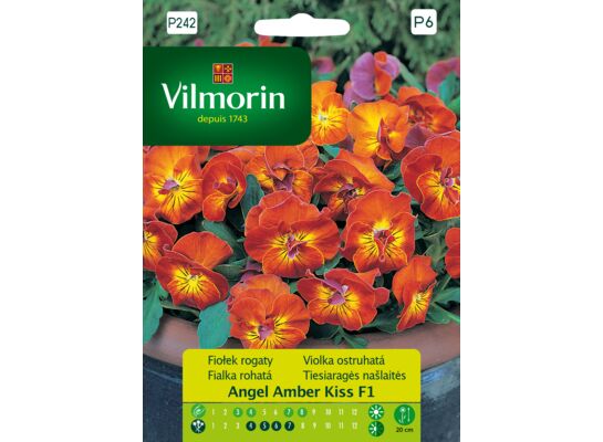 Fiołek rogaty Angel Amber Kiss F1 30 z Vilmorin Garden