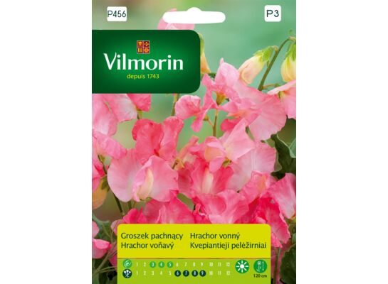 Groszek pachnący różowy 2 g Vilmorin Garden