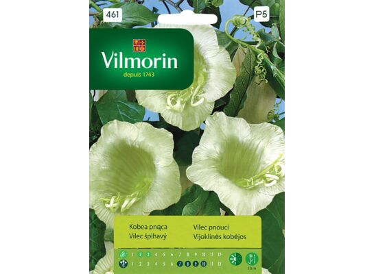 Kobea pnąca 0,5 g Vilmorin Garden