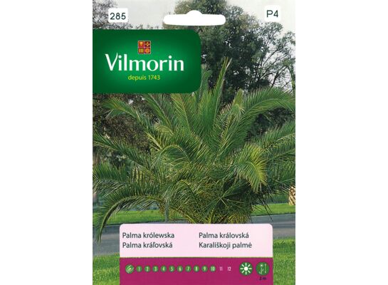 Palma królewska 3 g Vilmorin Garden