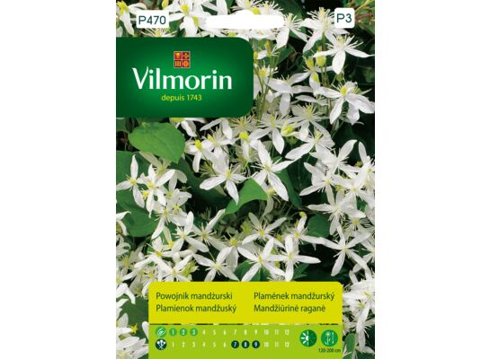 Powojnik mandżurski 0,1 g Vilmorin Garden