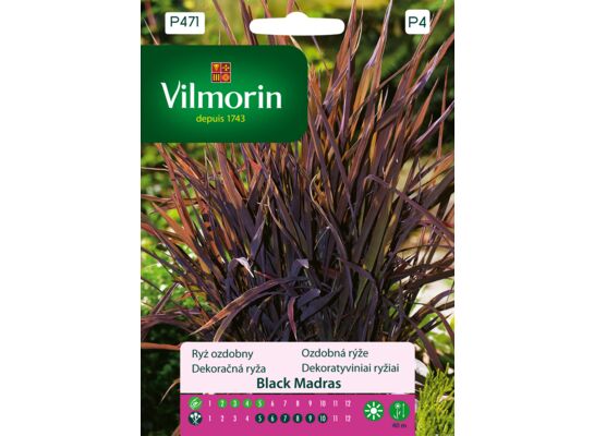 Ryż ozdobny Black Madras 1 g Vilmorin Garden