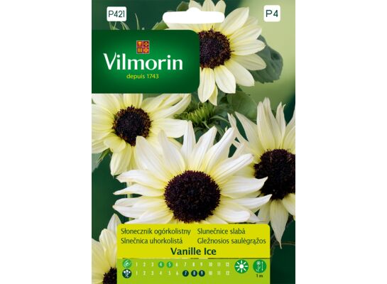 Słonecznik ogórkolistny Vanille Ice 0,5 g Vilmorin Garden