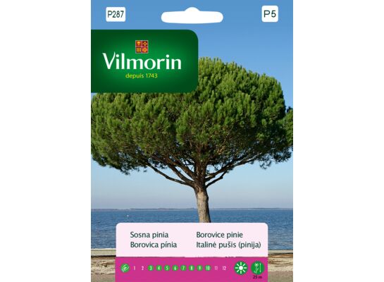 Sosna pinia 10 g Vilmorin Garden