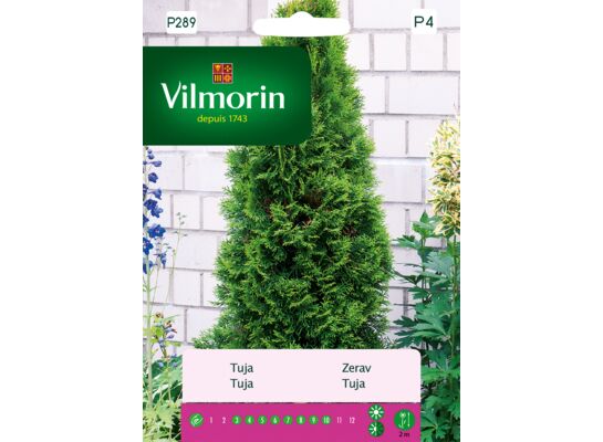 Tuja 0,3 g Vilmorin Garden