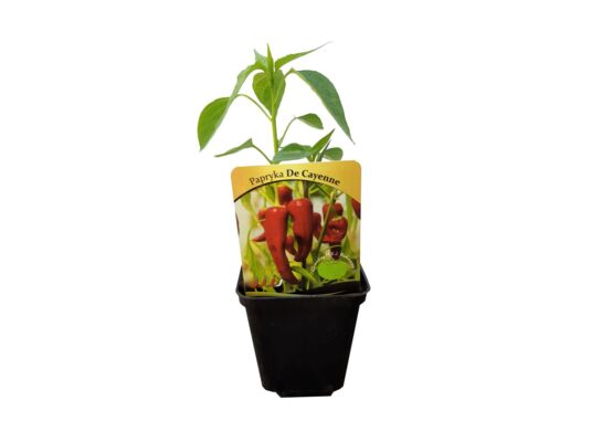 Papryka rozsada, wys. 40 cm, don. 9 cm