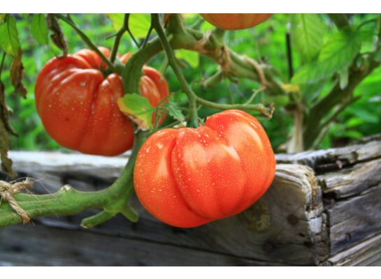 Pomidor rozsada wys. 40 cm don 9 cm