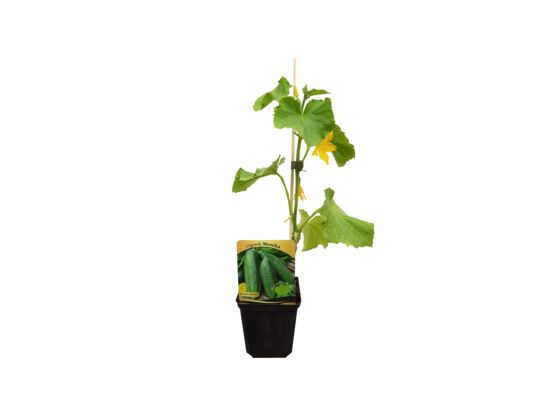 Ogórek rozsada, wys. 20 cm, don. 9 cm