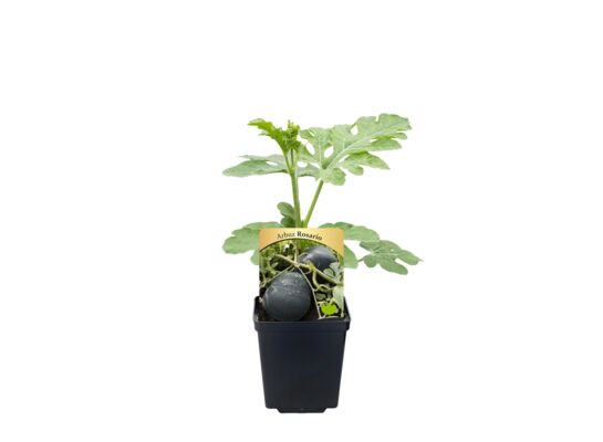 Arbuz rozsada, wys. 40 cm, don. 9 cm