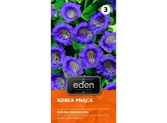Kobea pnąca 0,5 g Eden