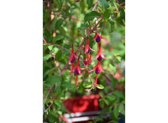 Fuksja ogrodowa, wys. 50-60 cm, don. 2 l