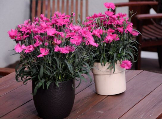 Goździk Suntory, wys. 40 cm, don. 17 cm