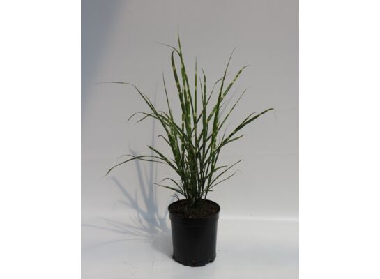 Miskant chiński w odmianach, wysokość 40-60 cm doniczka 19 cm