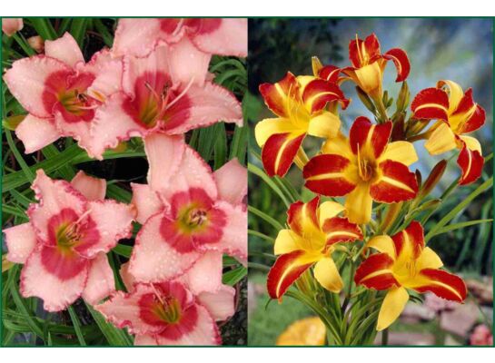 Liliowice w odmianach, wys. 30-40 cm, don. 3 l