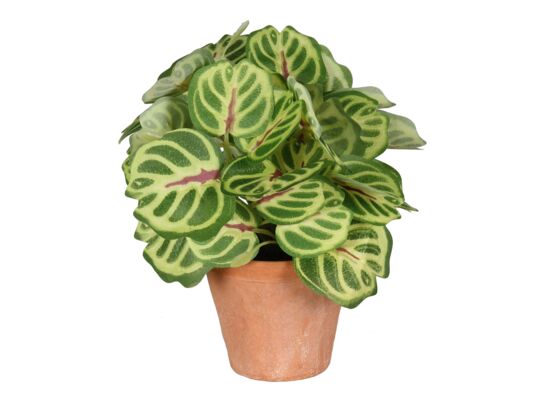 Sztuczny kwiat w doniczce PEPEROMIA 22 cm