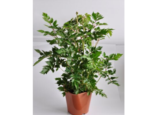 Tawułka wys. 40 cm don. 17 cm