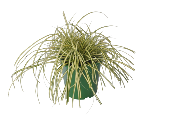 Trawy zimujące, wys. 35-40 cm, don. 2 l