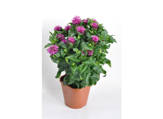 Monarda wys. 40 cm, don. 17 cm