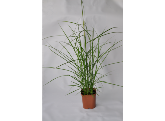 Trawa Miscanthus, wys. 35-40 cm, don. 2 l