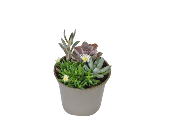 Sukulenty mix, wys.30 cm, don.13 cm