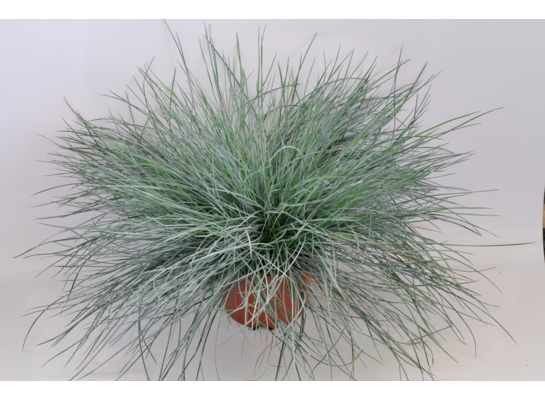 Trawy wys. 35-40 cm don. 2 l