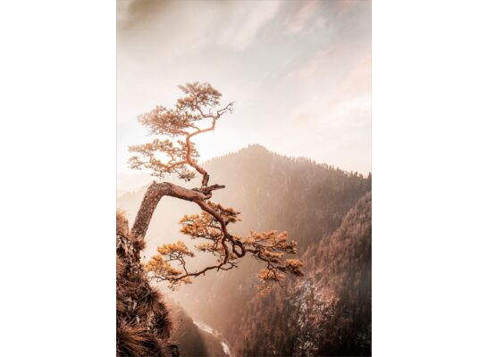 Obraz GLASSPIK 50 x 70 cm GL367 BROWN TREE