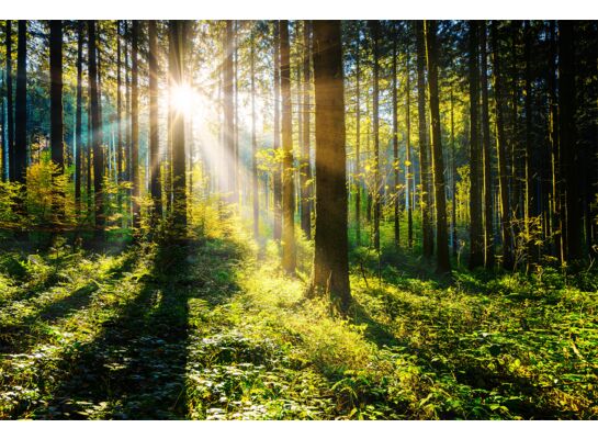 Obraz GLASSPIK 80 x 120 cm GL404 SUNNY FOREST