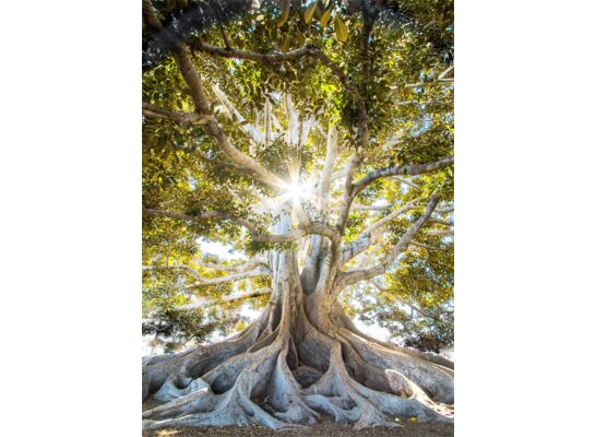 Obraz GLASSPIK 50 x 70 cm GL405 CLEAR TREE