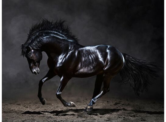 Obraz CANVAS SILVER1 85 x 113 x 2,8 cm EX511 BLACK HORSE