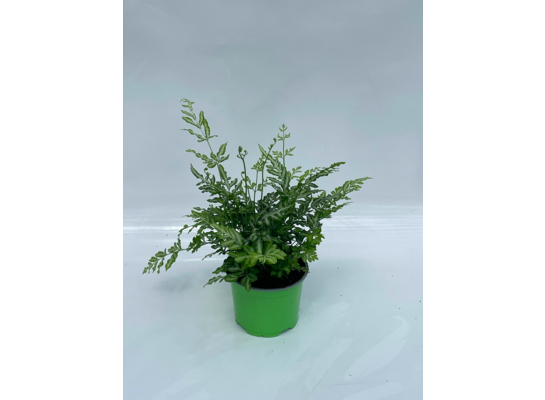 Pteris evergemensis wys. 30 cm, don. 12 cm
