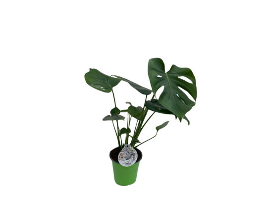 Monstera deliciosa 45 x 14 cm