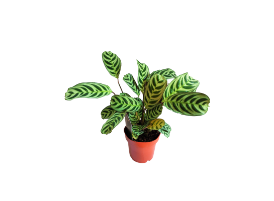 Ctenanthe burle-marxii wys. 35 cm,don. 14 cm