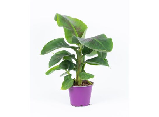 Bananowiec wys. 75 cm, don. 19 cm