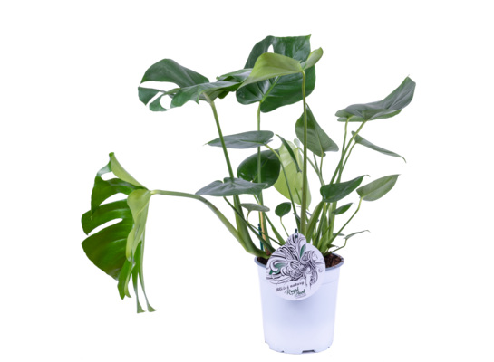 Monstera deliciosa 70 x 19 cm