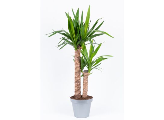 Yucca elephantipes wys. 70 cm, don. 19 cm