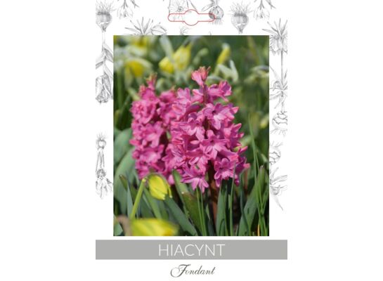 Hiacynt mieszanka