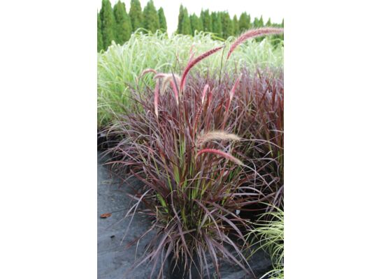 Trawy ozdobne: miskant, rozplenica, sesleria, turzyca, imperata wys. 30-40 cm don. 19 cm