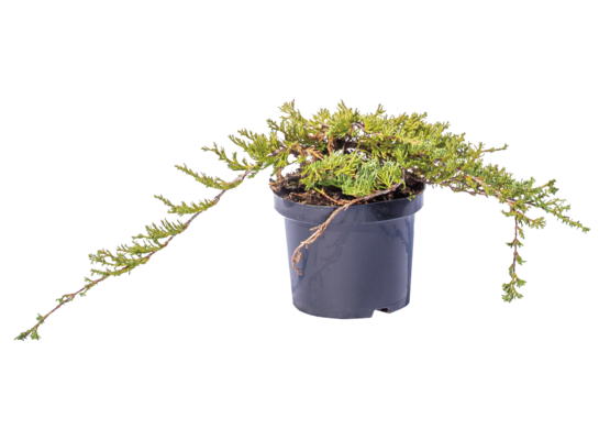 Iglaki płożące mix wys. 10-30 cm don. 2 l