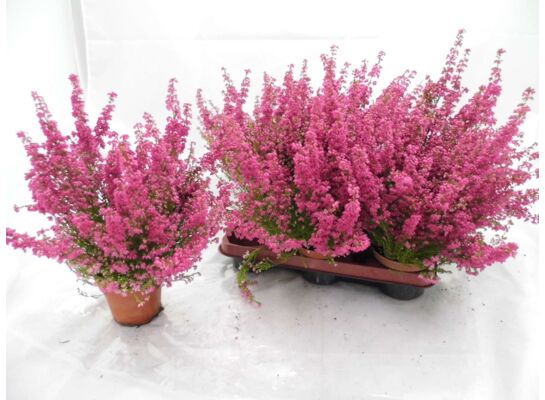 Wrzosiec doniczka wys. 35 cm, śr. doniczki: 11 cm