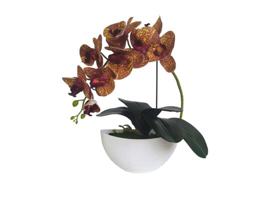 Storczyk w doniczce łódka