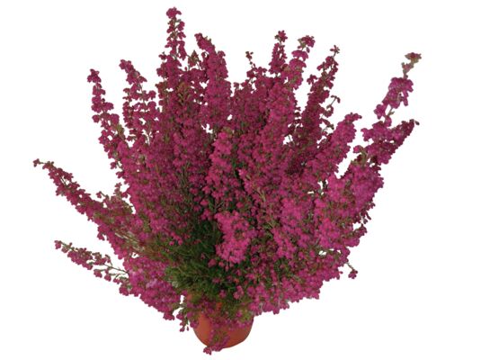 Wrzosiec doniczka 11 cm